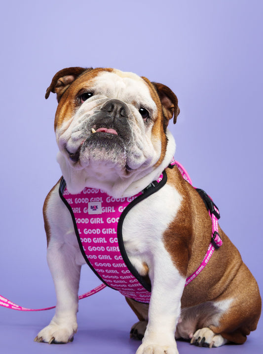 Good Girl Dog Harness